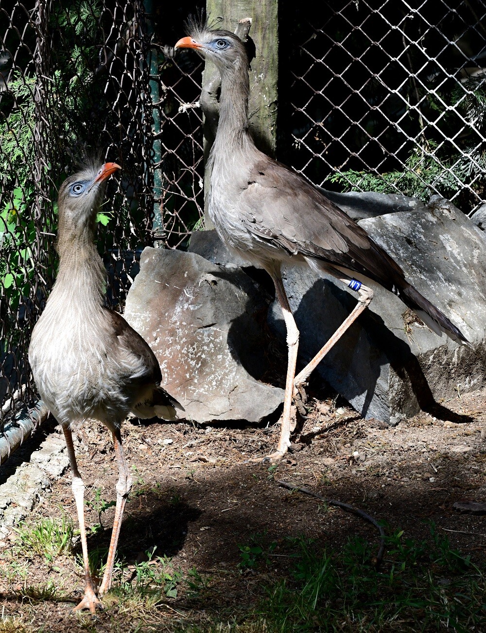 Zdroj: Zoo Olomouc