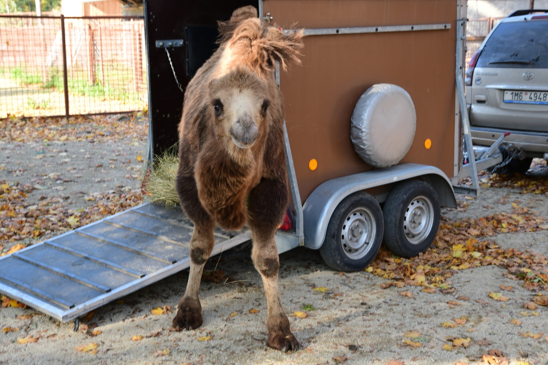 Zdroj: Zoo Olomouc