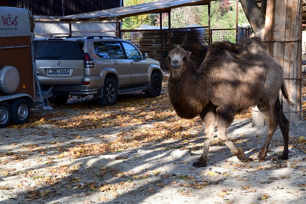 Zdroj: Zoo Olomouc