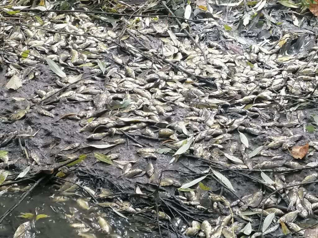 zdroj: PČR