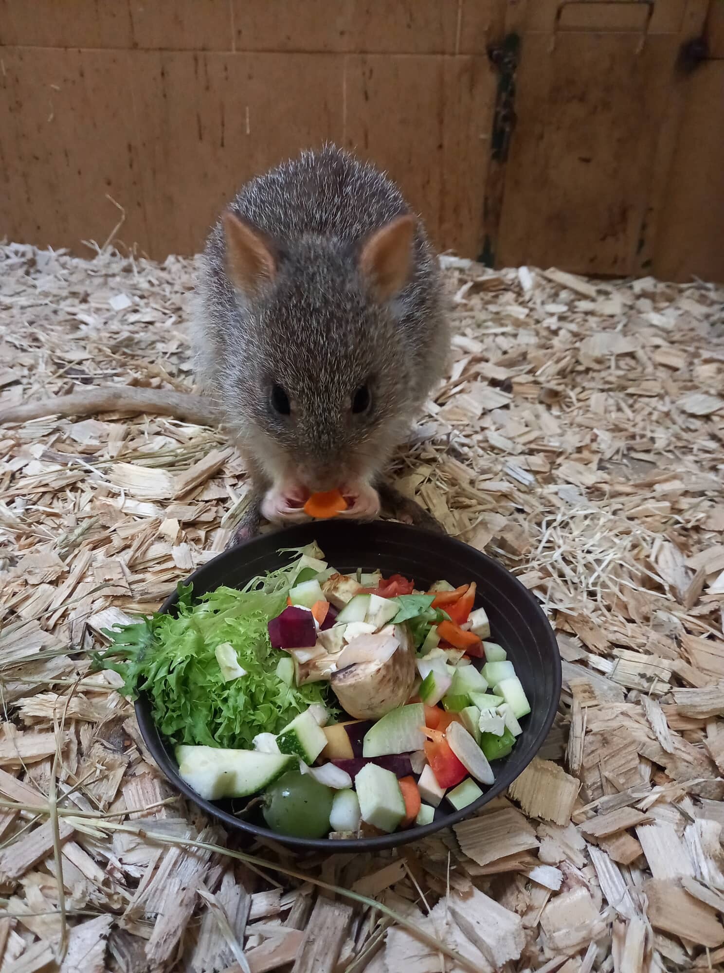 Zdro: Zoo Olomouc