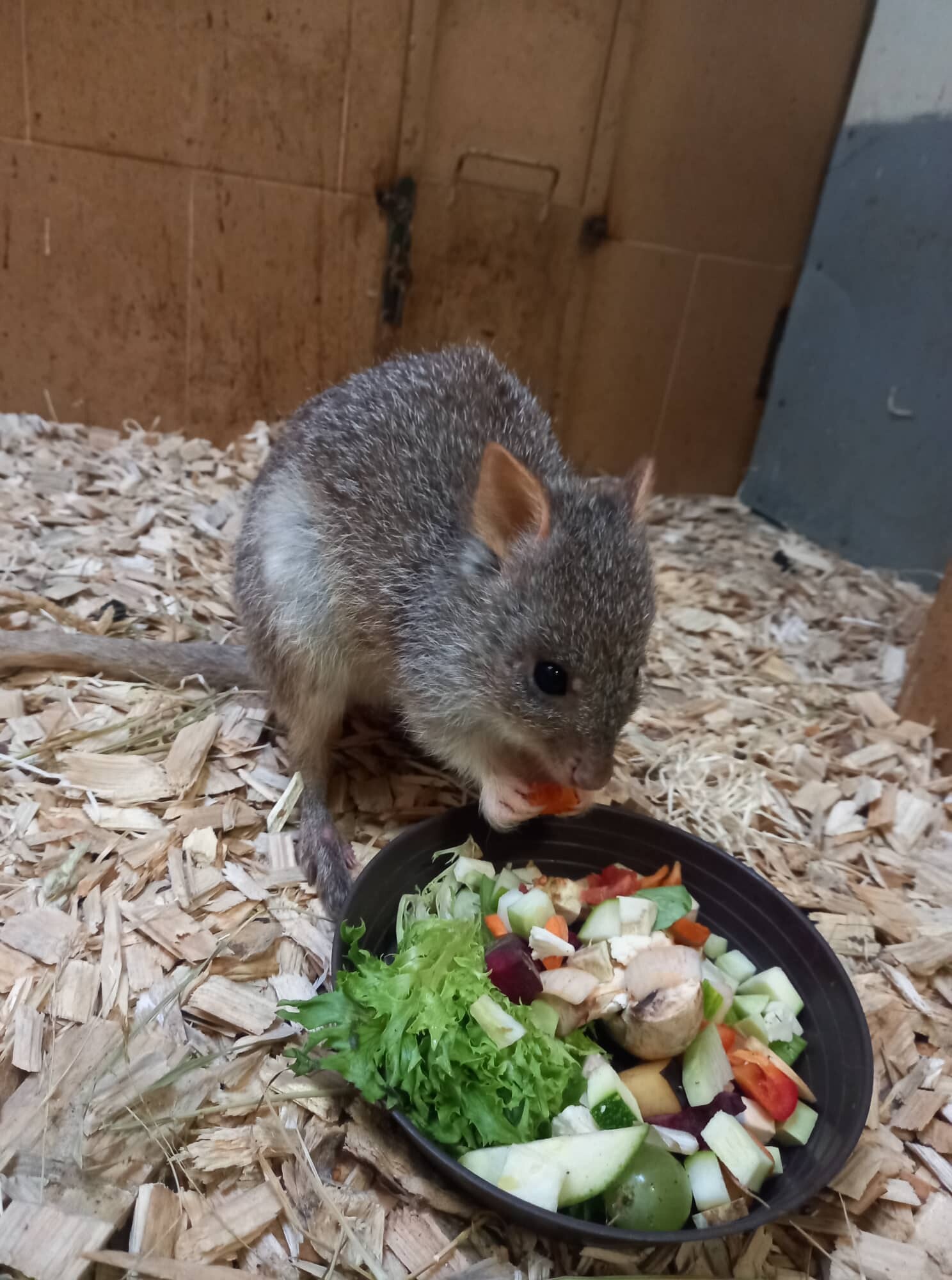 Zdroj: Zoo Olomouc