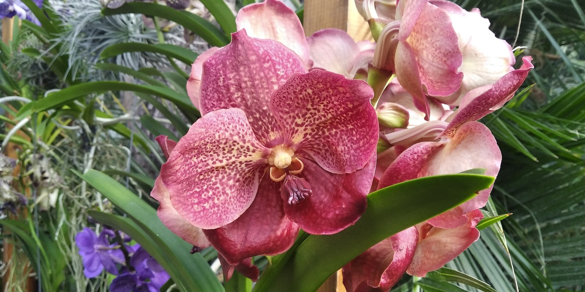 zdroj: Flora Olomouc