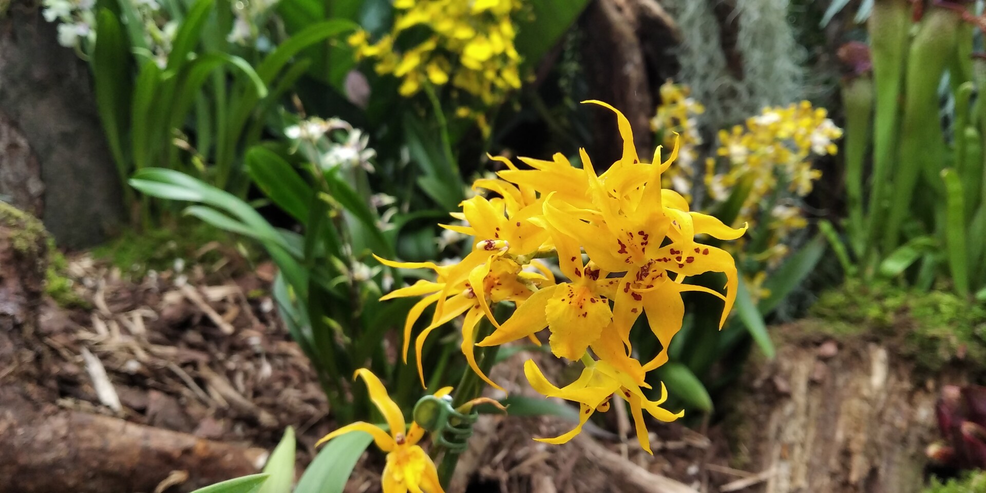 zdroj: Flora Olomouc