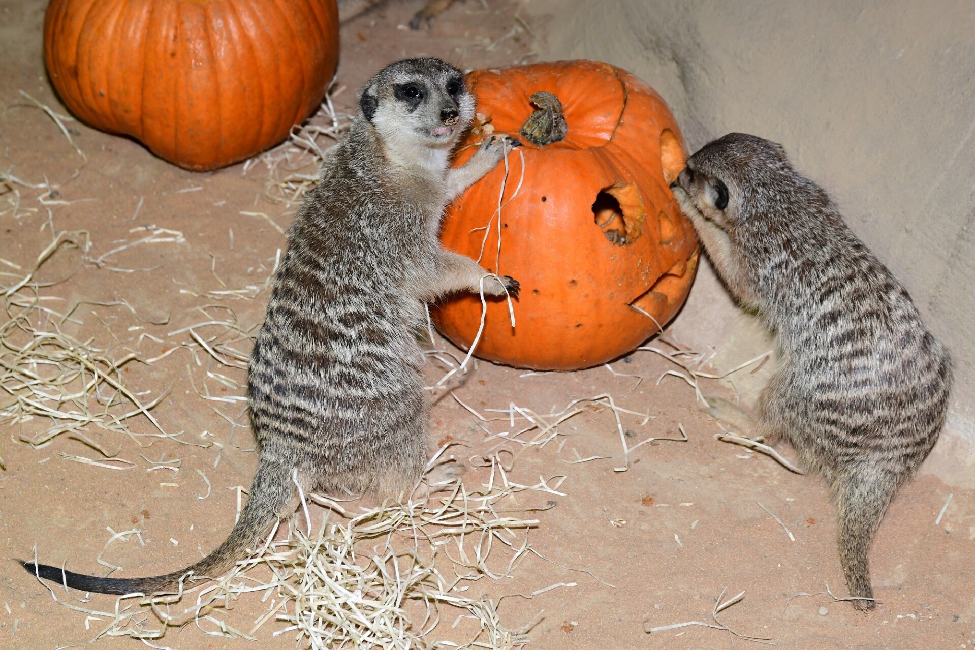 zdroj: Zoo Olomouc