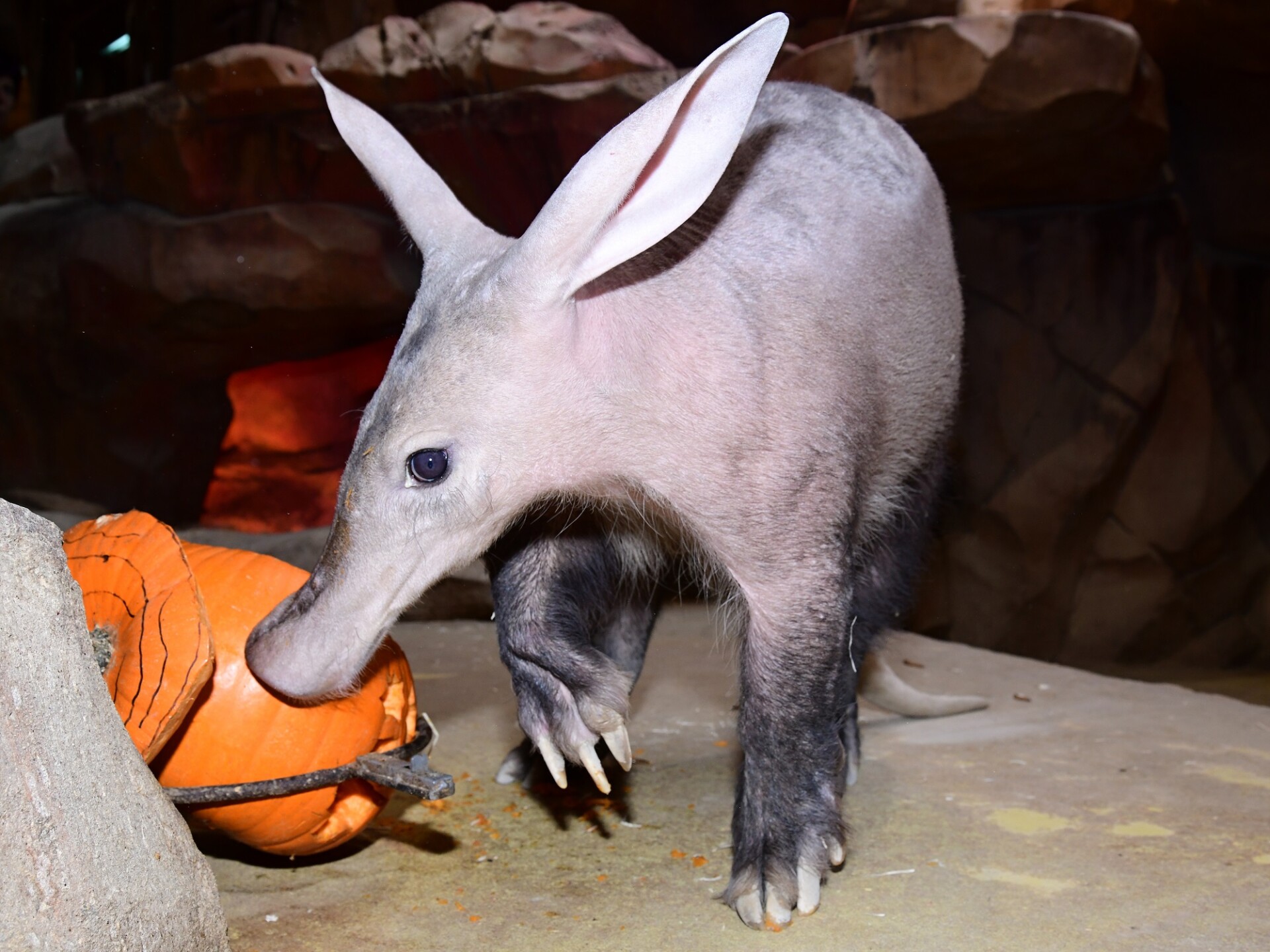 zdroj: Zoo Olomouc