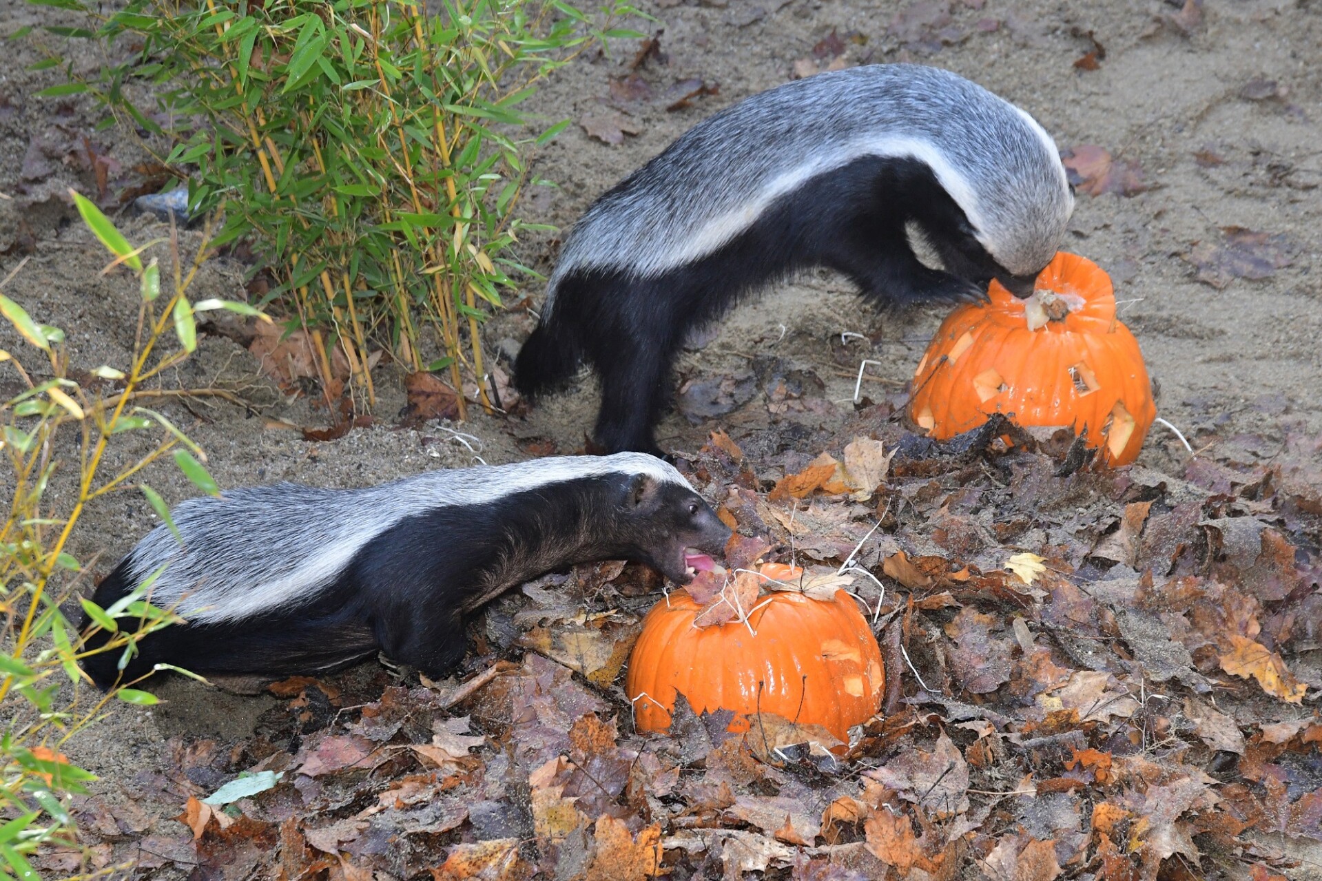 zdroj: Zoo Olomouc