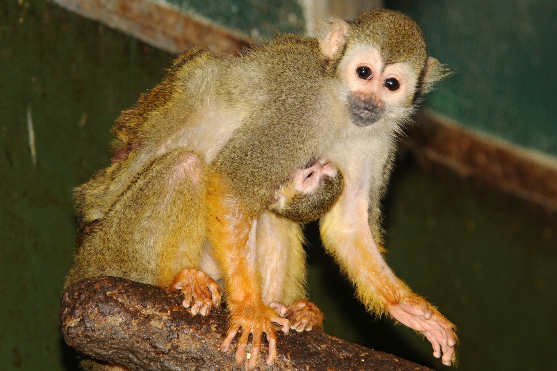Zdroj: Zoo Olomouc