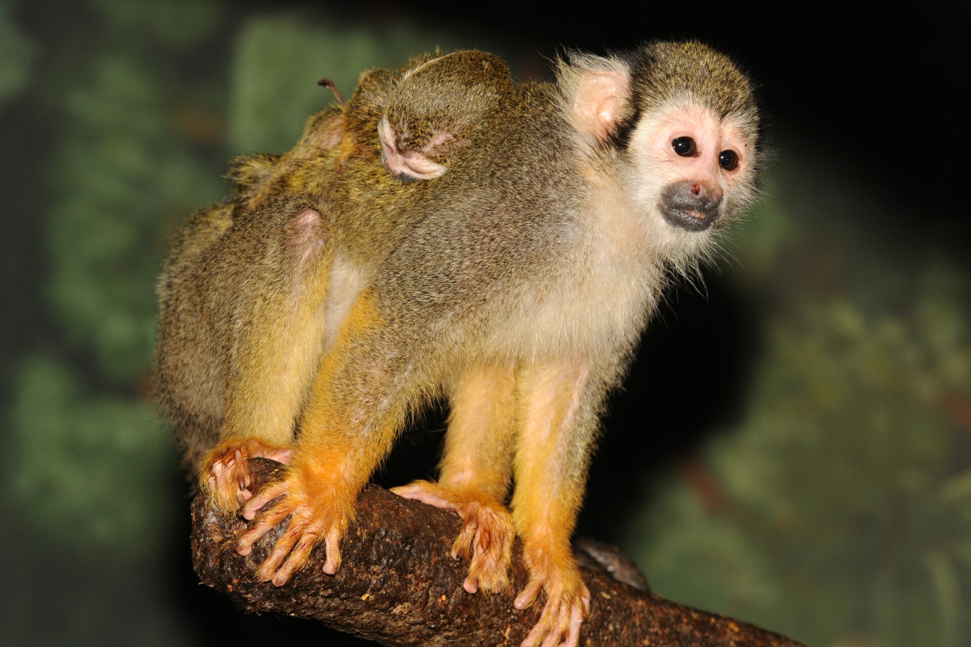 Zdroj: Zoo Olomouc