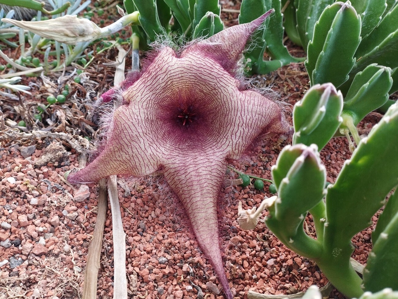 zdroj: Výstaviště Flora Olomouc