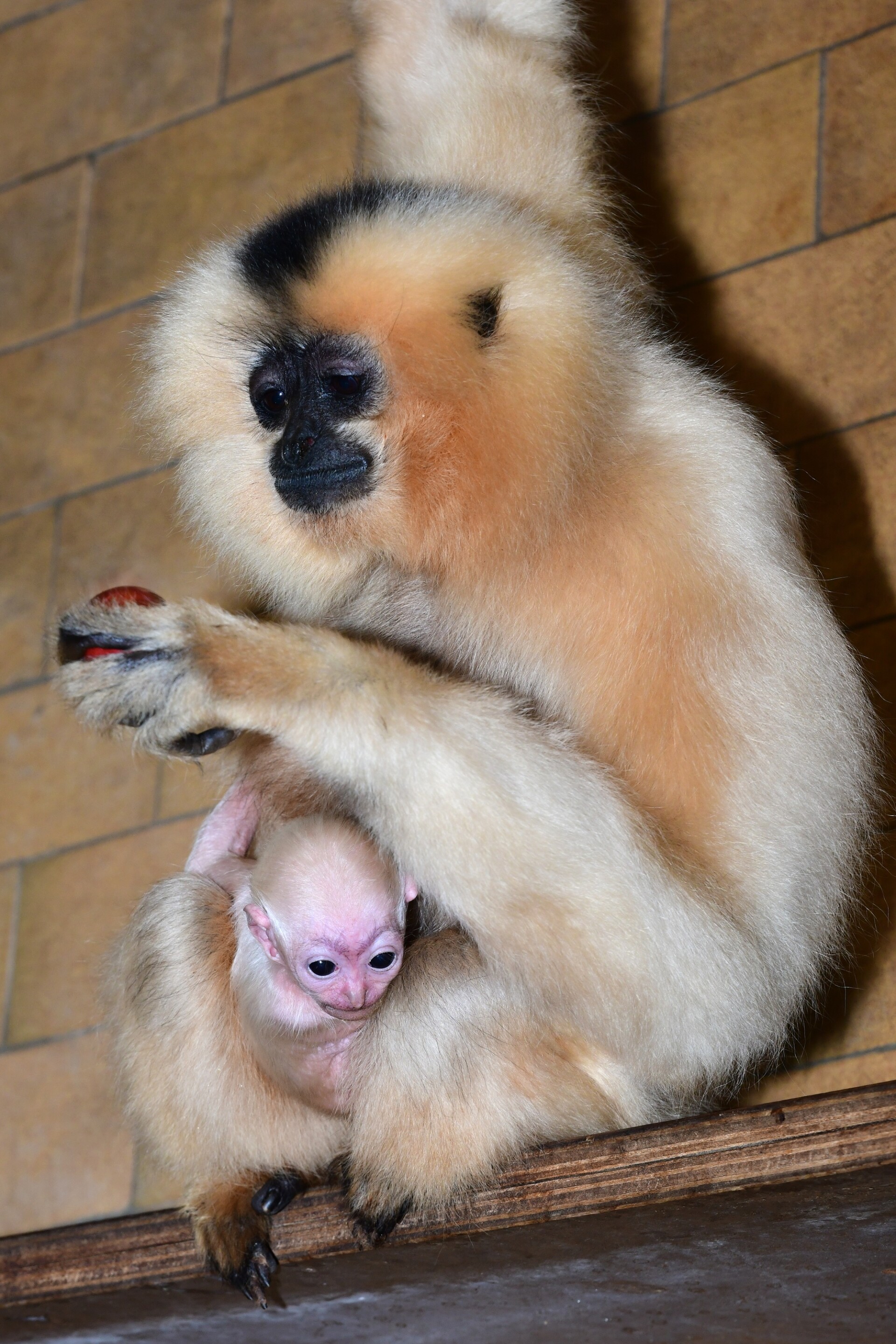zdroj: Zoo Olomouc