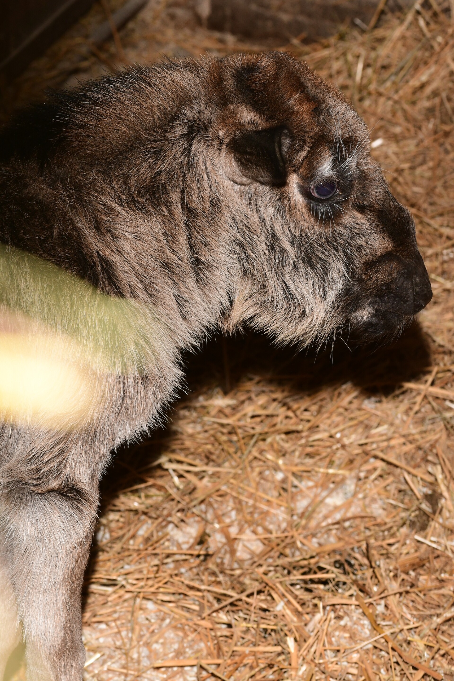 Zdroj: Zoo Olomouc
