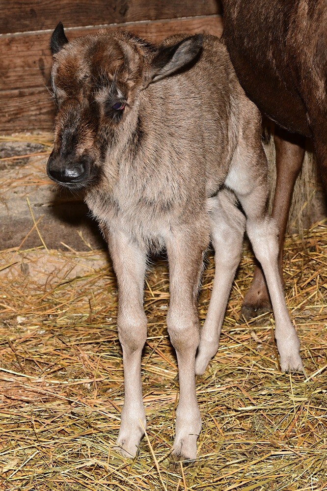 Zdroj: Zoo Olomouc