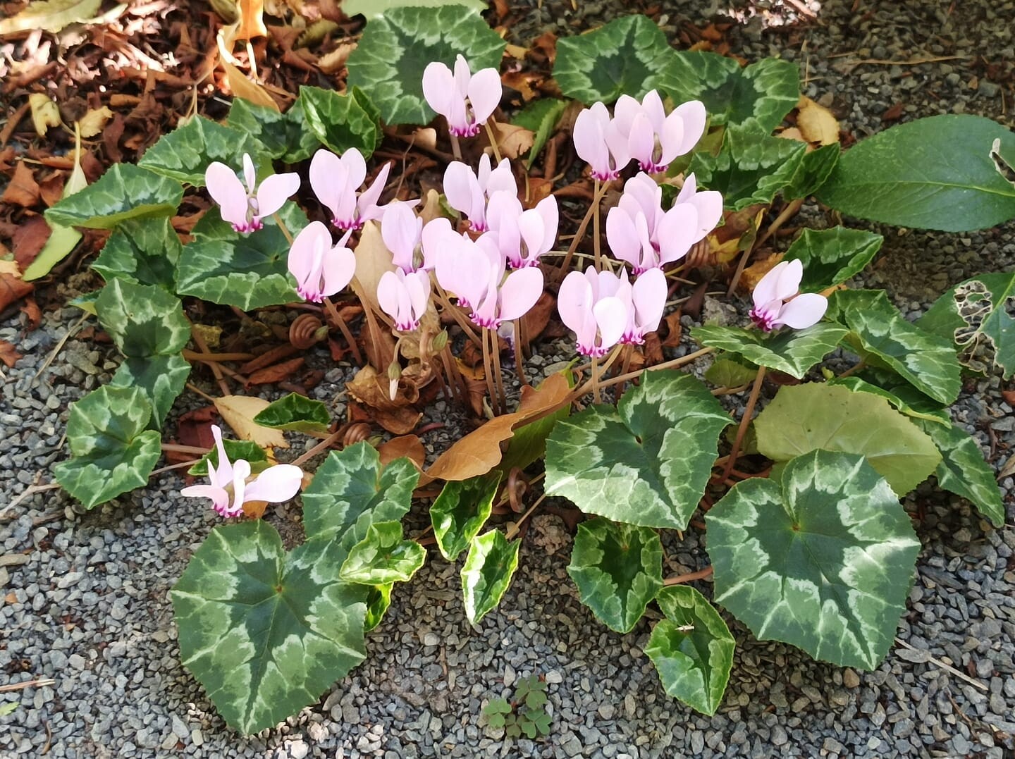 zdroj: Arboretum Makču Pikču Paseka