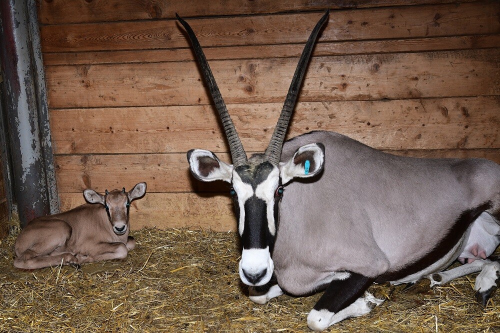 Zdroj: Zoo Olomouc