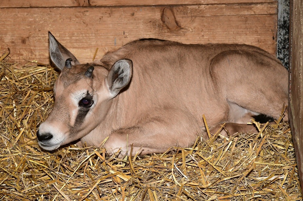 Zdroj: Zoo Olomouc