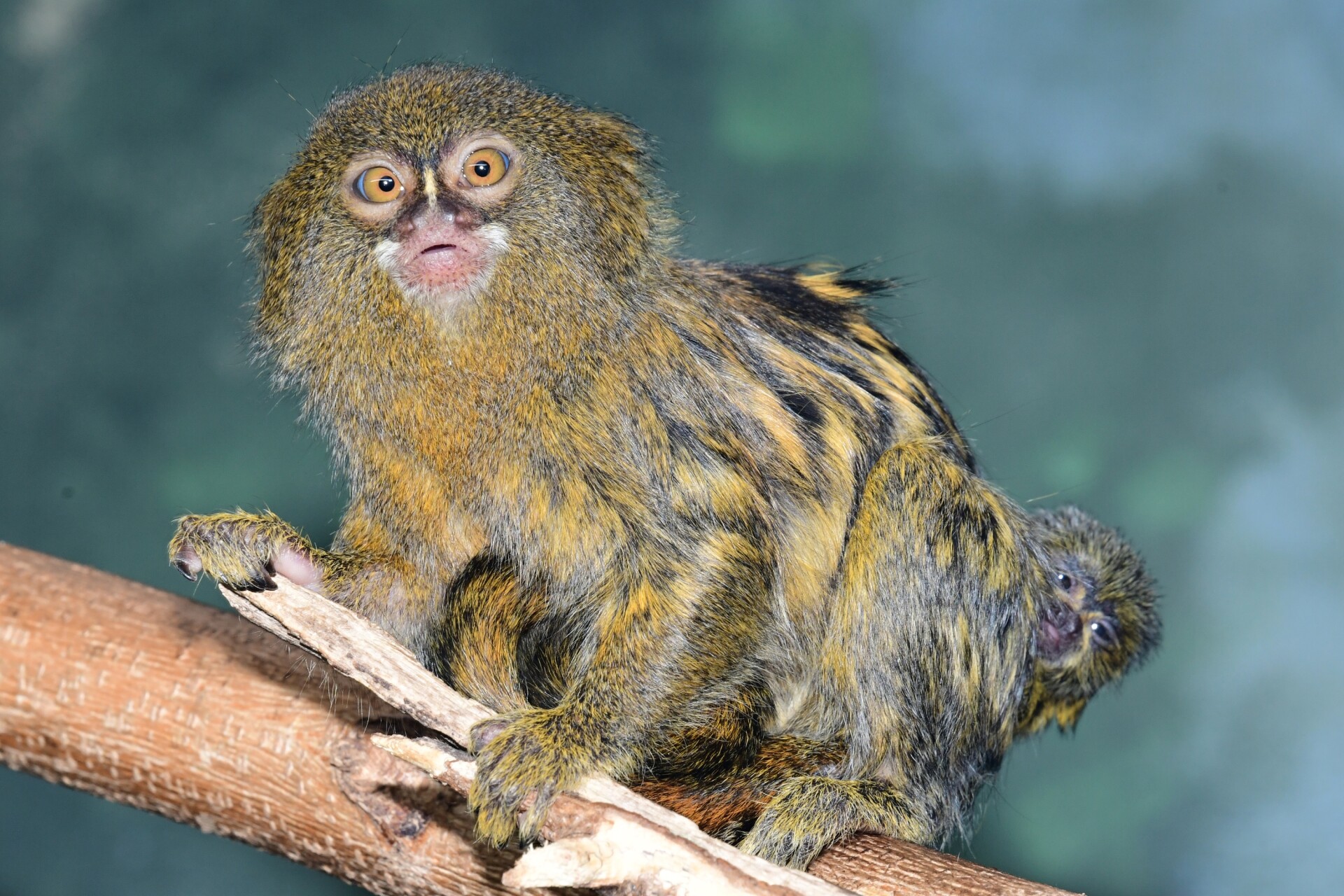 zdroj: Zoo Olomouc