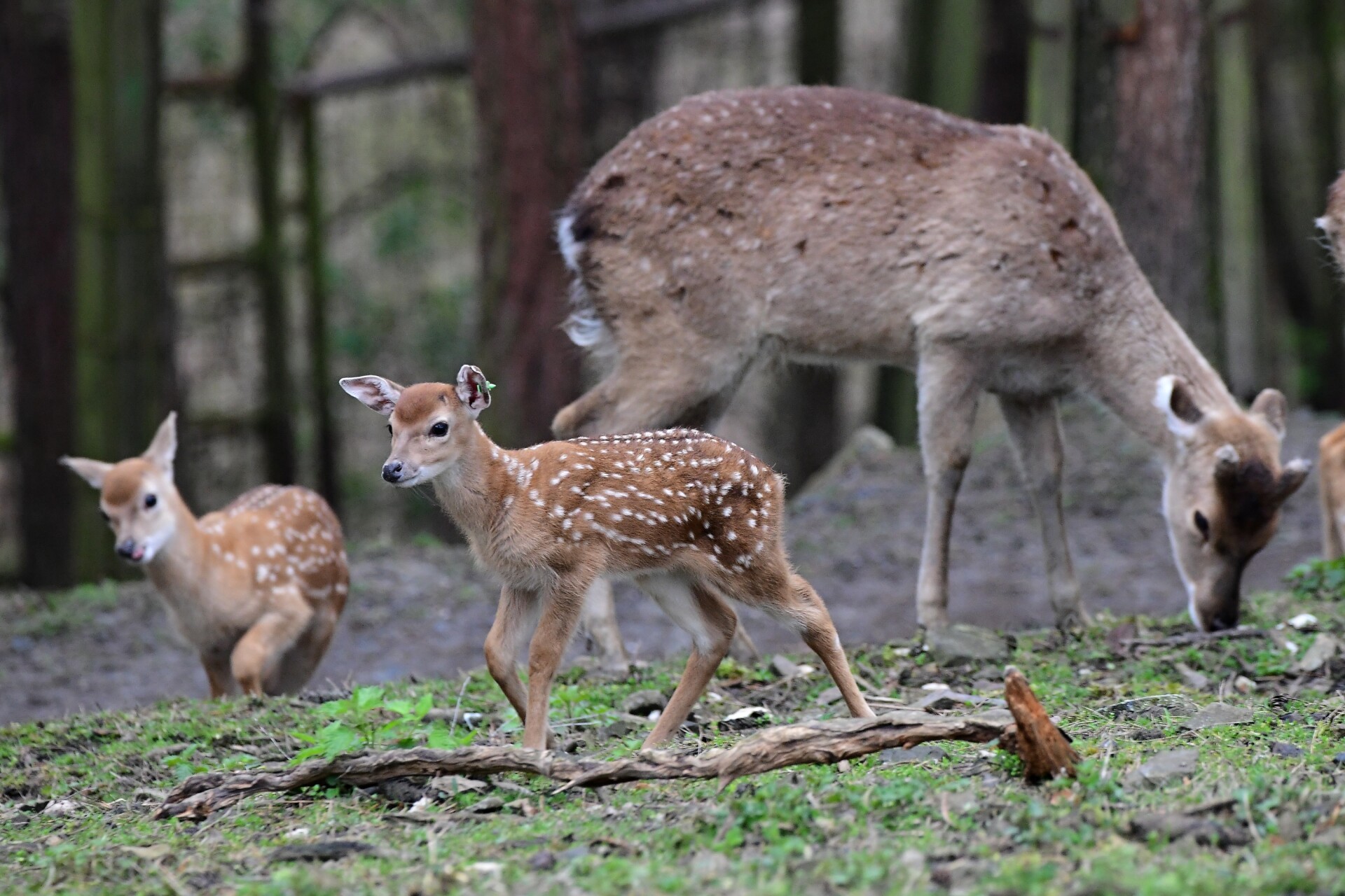 zdroj: Zoo Olomouc
