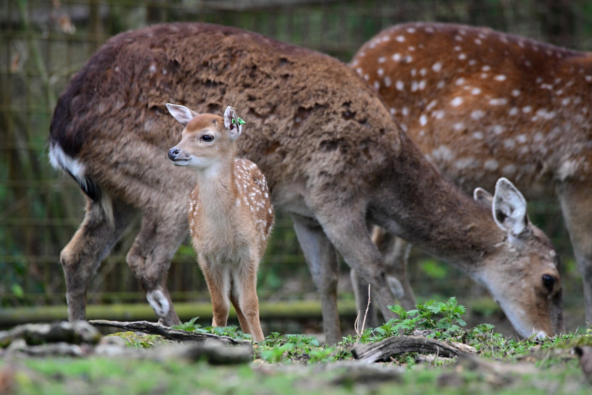 zdroj: Zoo Olomouc