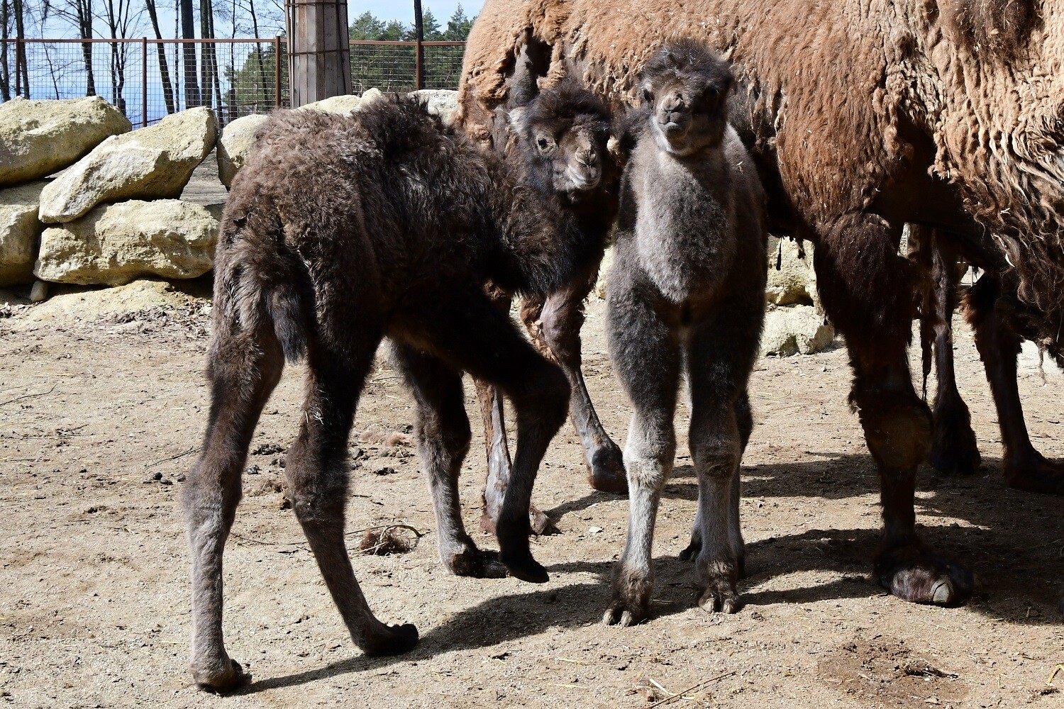 zdroj: Zoo Olomouc
