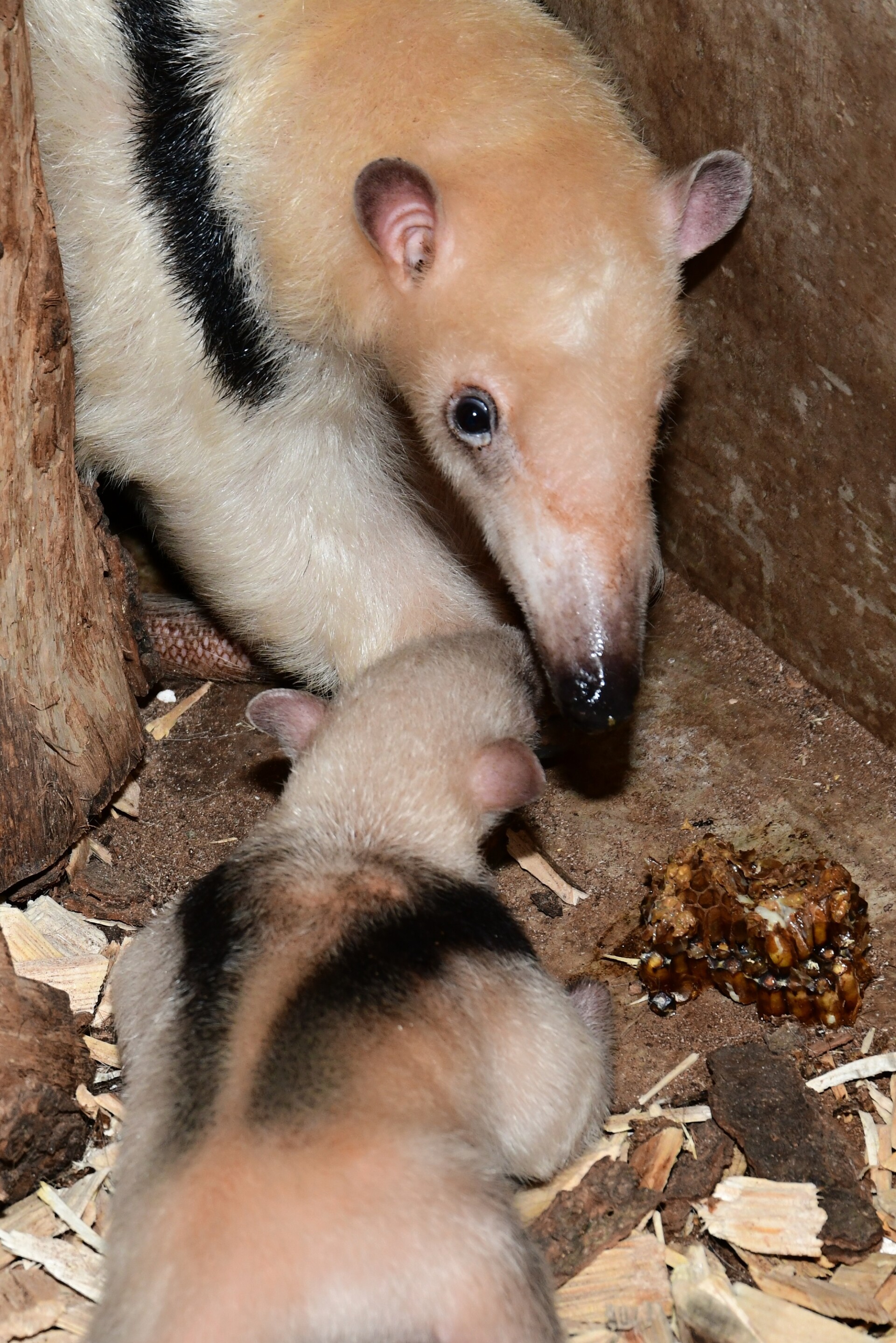 Zdroj: Zoo Olomouc
