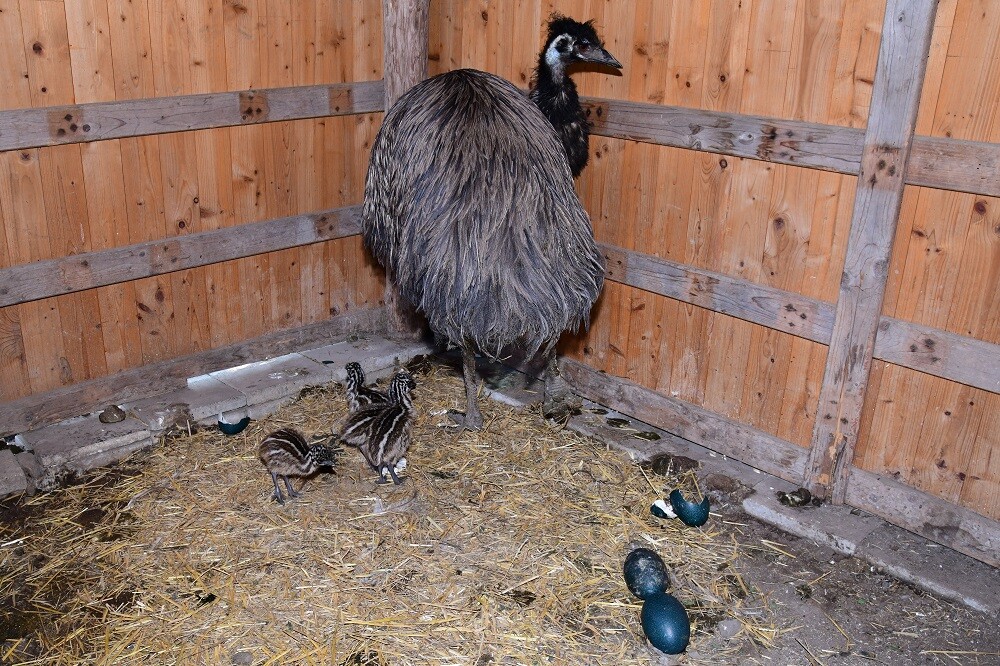 Zdroj: Zoo Olomouc
