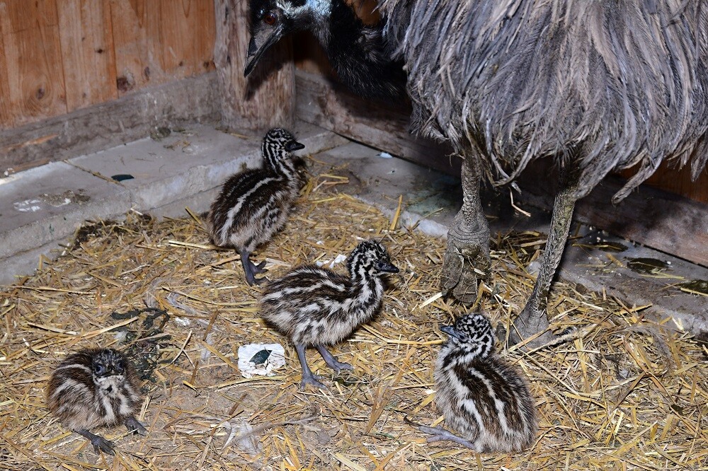 Zdroj: Zoo Olomouc