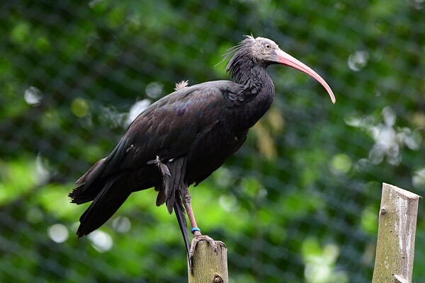 Zdroj: Zoo Olomouc