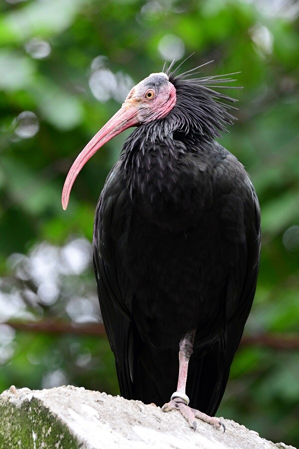 Zdroj: Zoo Olomouc