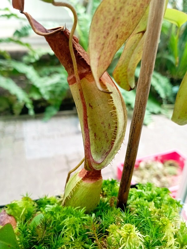 Zdroj: Flora Olomouc