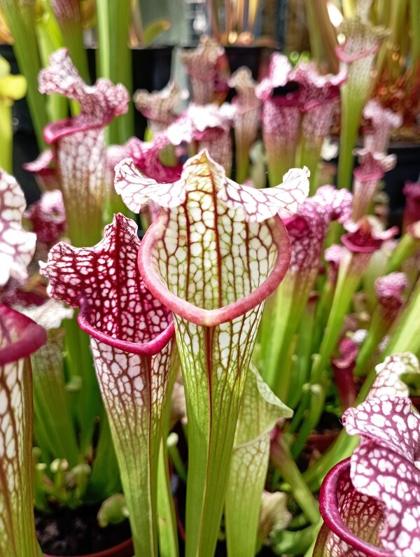 Zdroj: Flora Olomouc