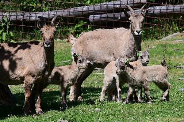 zdroj: Zoo Olomouc