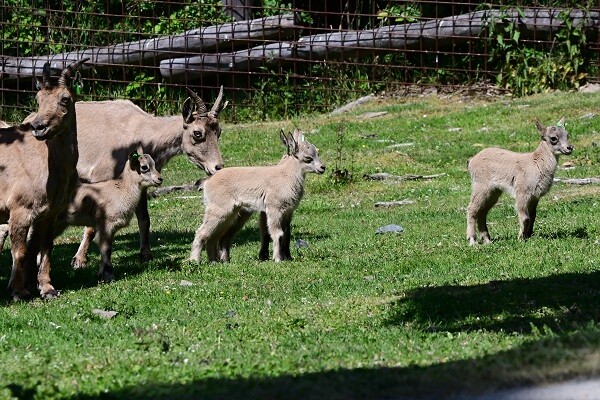 zdroj: Zoo Olomouc