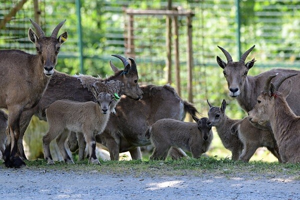 zdroj: Zoo Olomouc