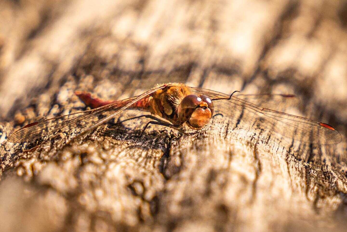 Foto: Obec Mořice