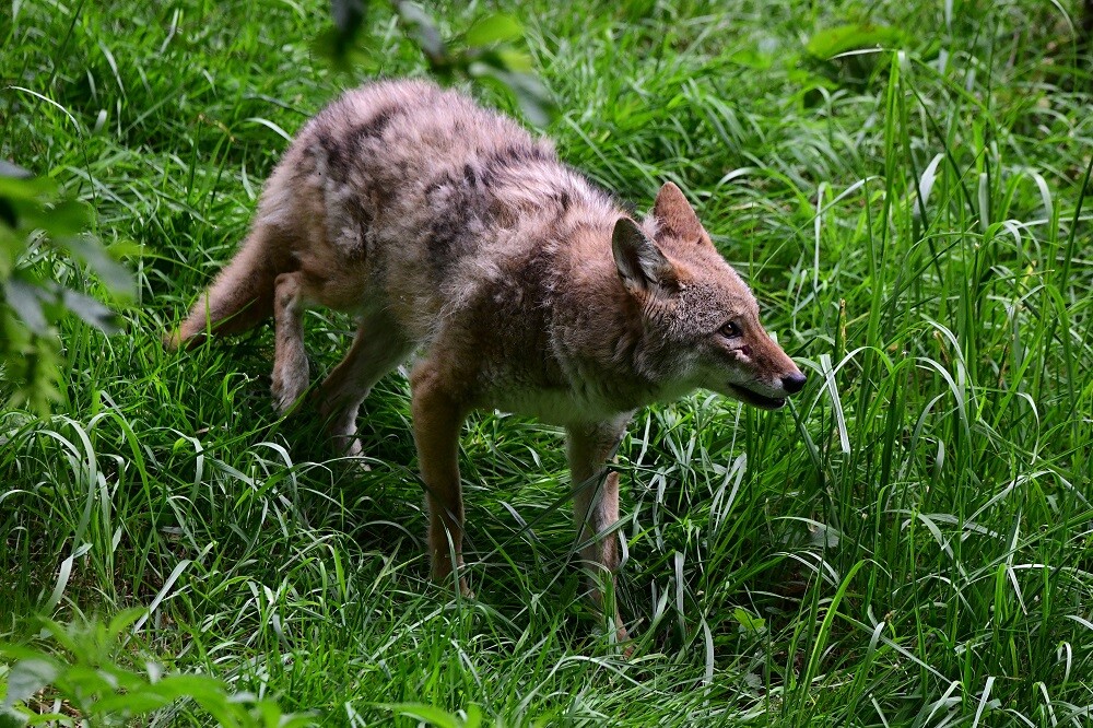 Zdroj: Zoo Olomouc