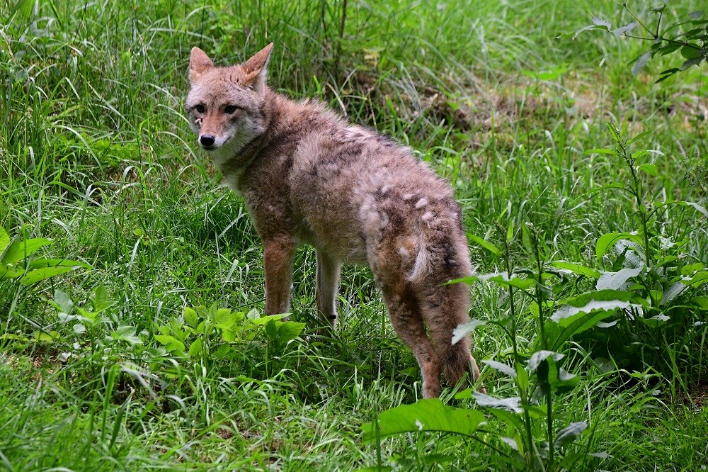 Zdroj: Zoo Olomouc