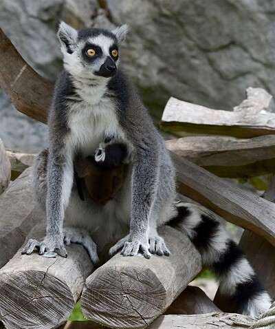 zdroj: Zoo Olomouc
