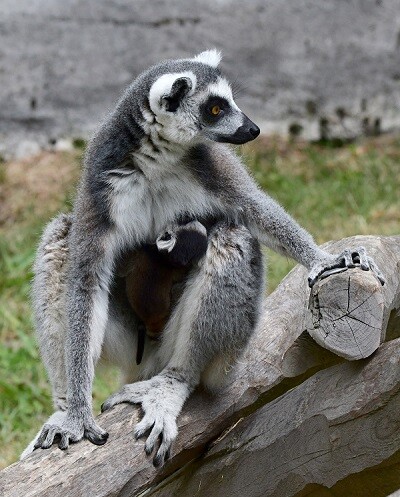 zdroj: Zoo Olomouc