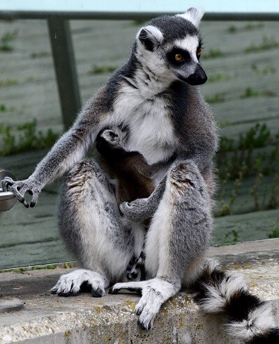 zdroj: Zoo Olomouc