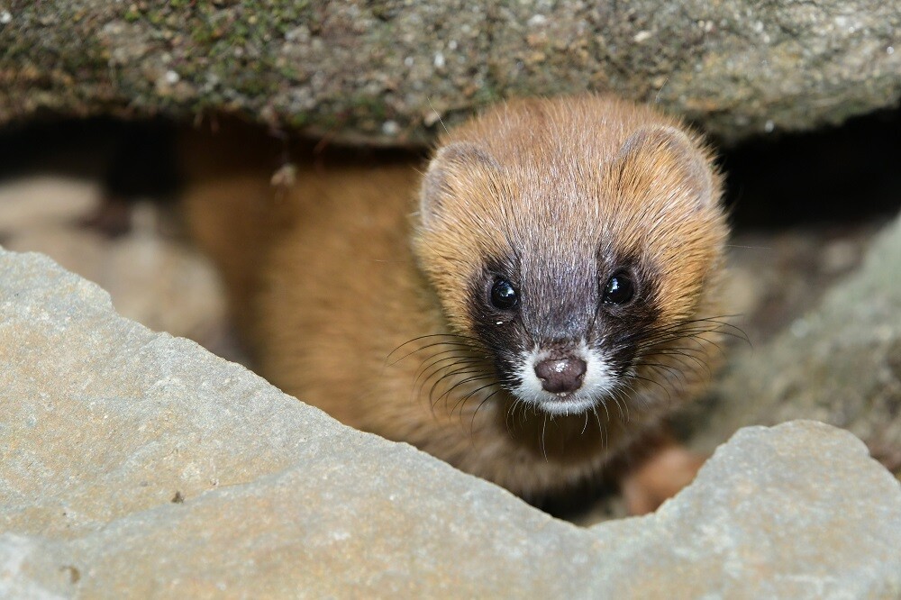 Zdroj: Zoo Olomouc
