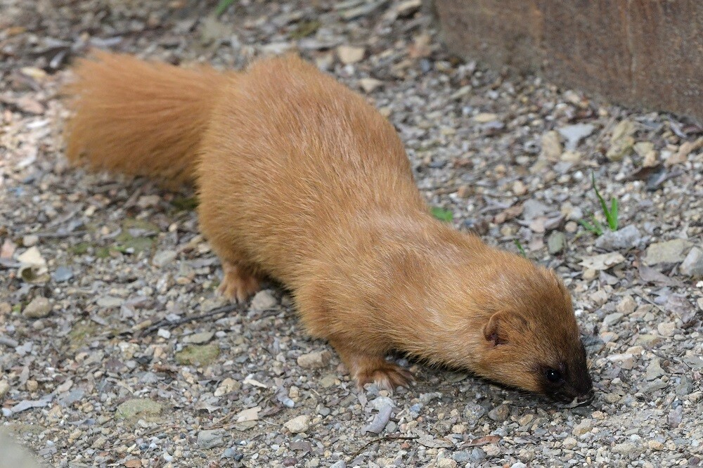 Zdroj: Zoo Olomouc