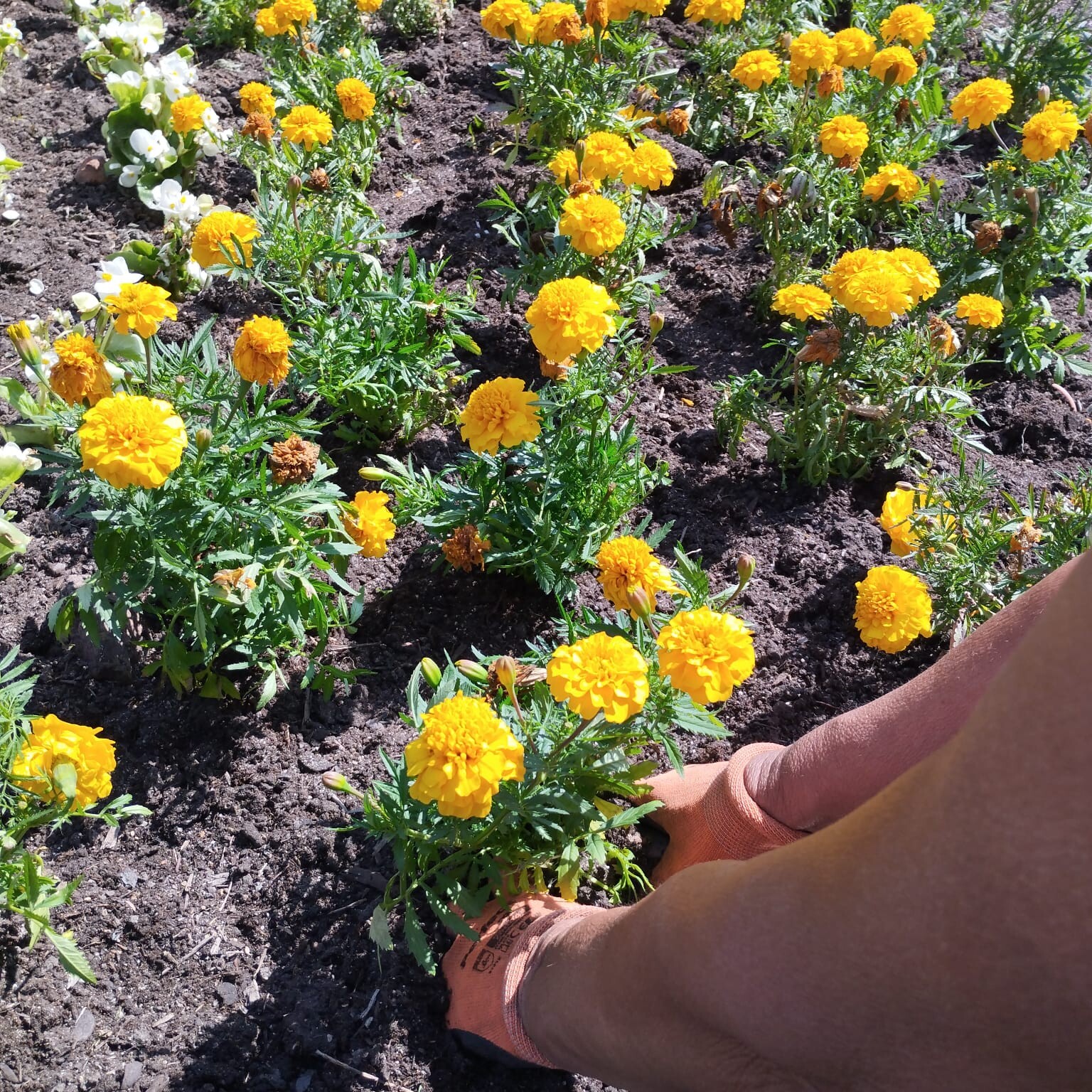 zdroj: Výstaviště Flora Olomouc