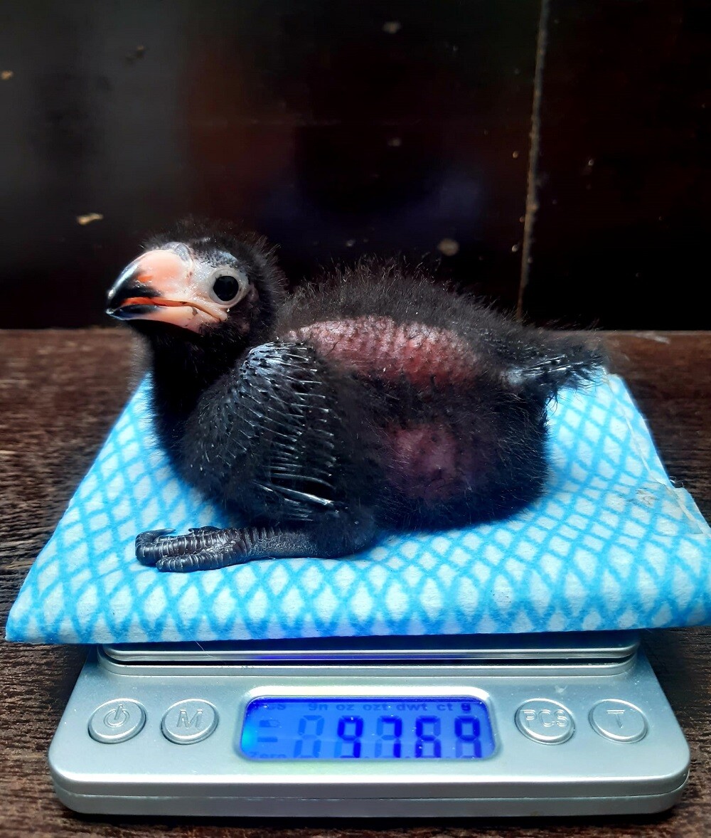 11. den života; zdroj: Zoo Olomouc
