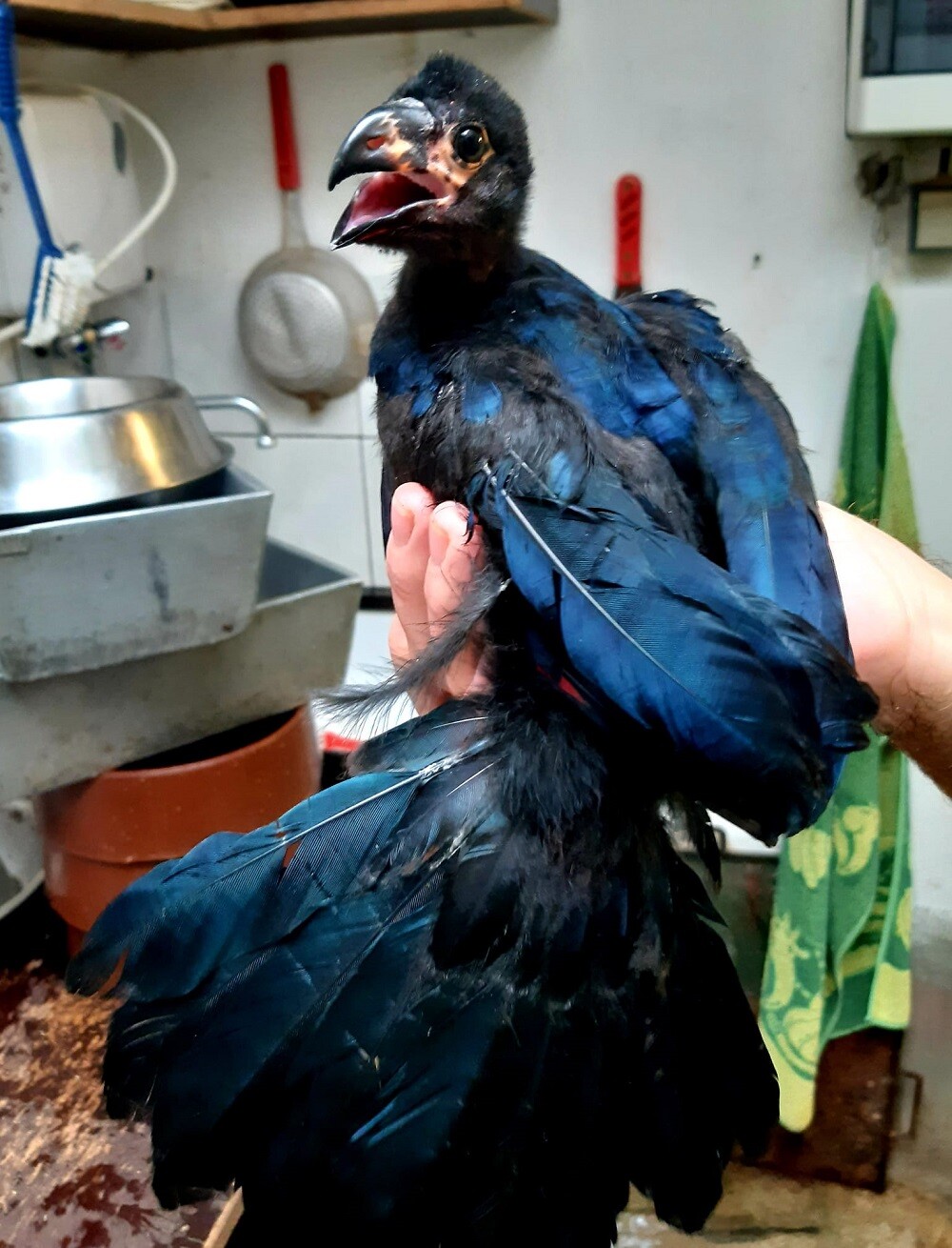 42. den života; zdroj: Zoo Olomouc