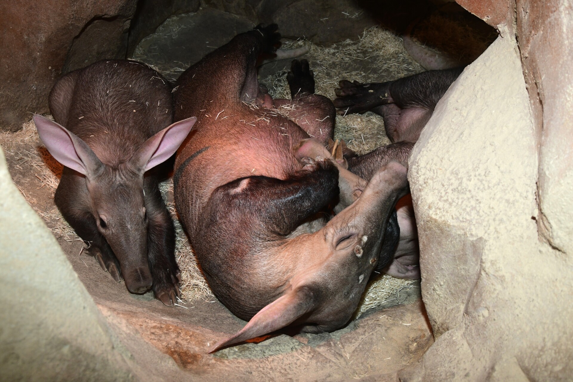 zdroj: Zoo Olomouc