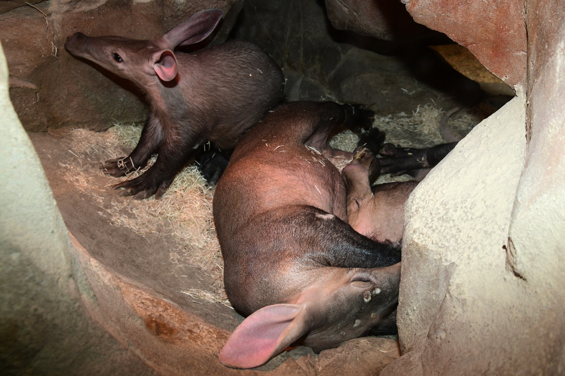 zdroj: Zoo Olomouc