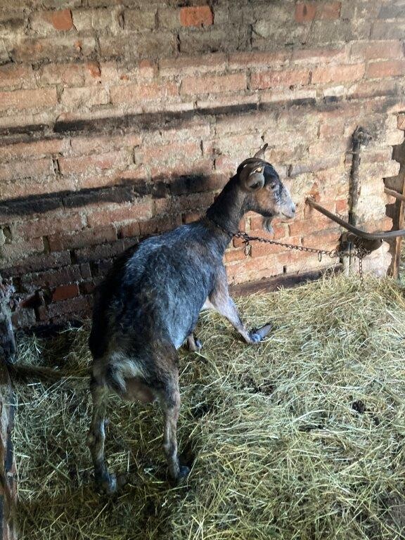Zdroj: Státní veterinární správa