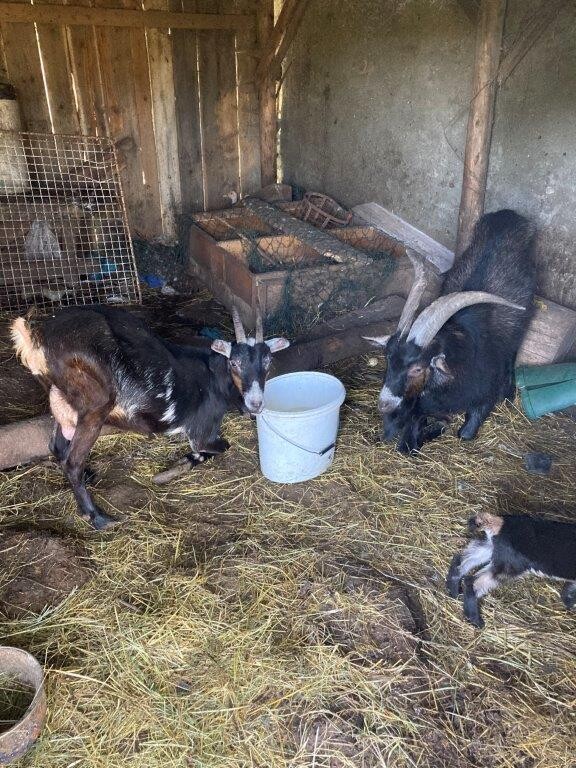 Zdroj: Státní veterinární správa