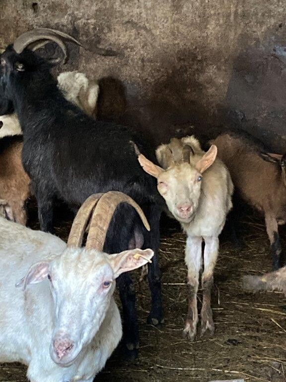 Zdroj: Státní veterinární správa